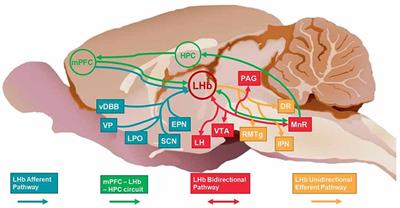 Selective Functional Interaction Between the Lateral Habenula and Hippocampus During Different Tests of Response Flexibility